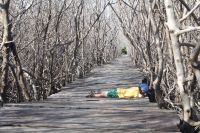 L'espoir de la mangrove