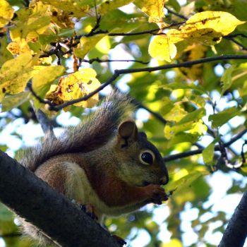 Écureuil dans un cerisier