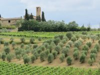 Verts de la Toscane - 