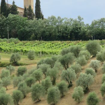 Verts de la Toscane