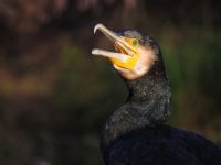 Grand cormoran au repos