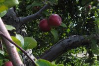 Apple Red - 