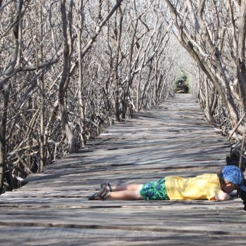 L'espoir de la mangrove