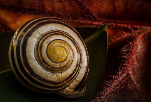 Fibonacci au coeur de la nature