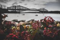 Old Bridge and Flowers - 