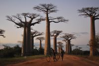 Baobabs mystérieux - 