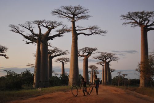 Baobabs mystérieux
