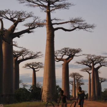 Baobabs mystérieux